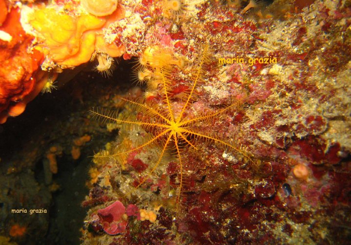 Antedon mediterranea (Lamarck, 1816)